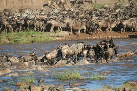 Image result for animals in serengeti