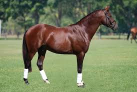 Image result for HORSE