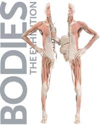 Image result for BODIES…The Exhibition