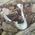 Police say jawbone found in SouthAnchoragemay be from suicide
