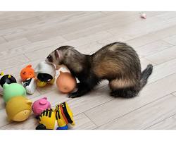 ferret playing with a toyの画像