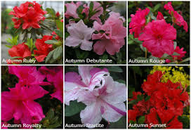 Image result for Azalea azaleas