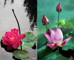 Kết quả hình ảnh cho Hình ảnh hoa sen
