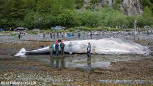 royal caribbean whale strike alaska Picture