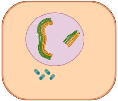 Resultado de imagen para cigotene biologia