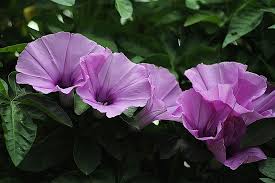 Image result for morning glory image