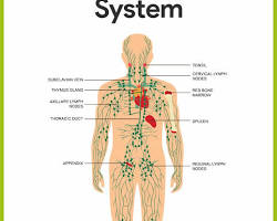 Lymphatic System Gross Anatomy
