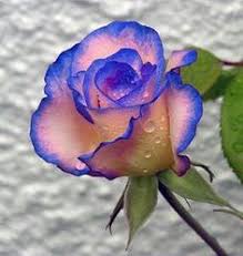 R&eacute;sultat de recherche d'images pour 