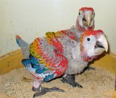 Image result for baby macaw parrot for sale