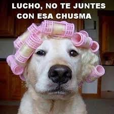 Resultado de imagen para los perros mas graciosos y divertidos