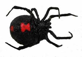 Image result for THE OBAMA MOB