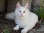 Chatterie de la Fort Verte. Elevage de chat Angora-Turc