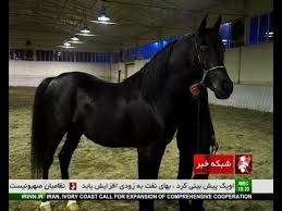 Image result for IRAN HORSES
