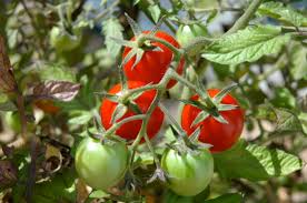 tomatoes ile ilgili görsel sonucu