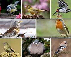 Image of common british garden birds collage