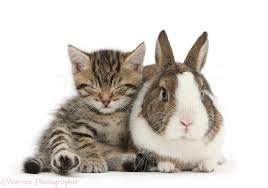Image result for RABBIT