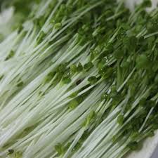 Image result for RAU MẦM CẢI XANH