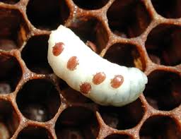 Image result for varroa
