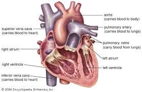 Image result for heart