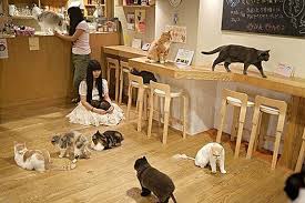 Cat cafe στο Τόκιο...