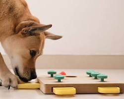 puppy playing with a puzzle toyの画像