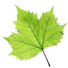 Image result for leaf