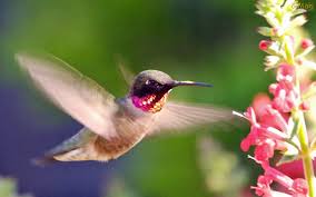 Resultado de imagem para fotos de beija flor