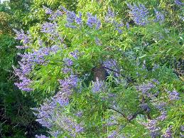 Tetradium daniellii var. hupehensis에 대한 이미지 검색결과