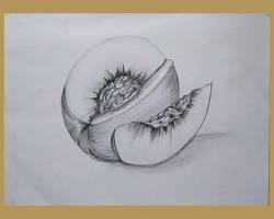 Image of detailed sketch of a natural object