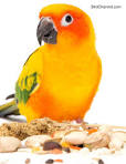 2 parrots singing and talking wendy dog <?=substr(md5('https://encrypted-tbn3.gstatic.com/images?q=tbn:ANd9GcQSGk9ocpvkMhy6Avn4az2t9EtTfB5c_VYTky-S1oD3iI378BWwKDgL3Ng'), 0, 7); ?>
