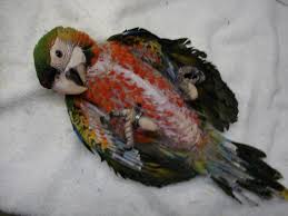 Image result for baby macaw parrot for sale