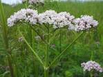 Valeriana officinalis