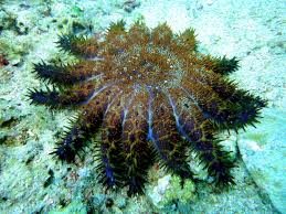 Image result for crown of thorns starfish variation