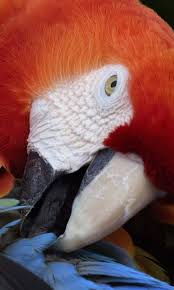 Image result for macaw parrot hd