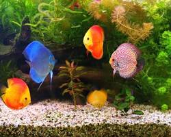 Image of Vizhinjam Marine Aquarium, Kovalam