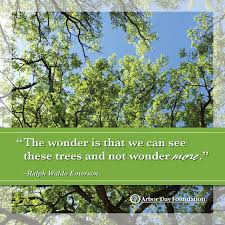 Tree &amp; Nature Quotes on Pinterest | Tree Quotes, John Muir and Nature via Relatably.com