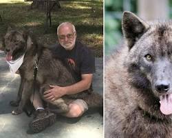 Wolf Hybrid dog