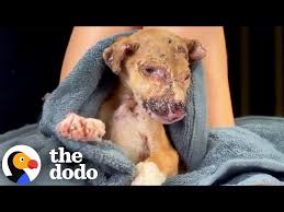 Street Puppy Who Lost Family In A Fire Couldn't Be Happier ...