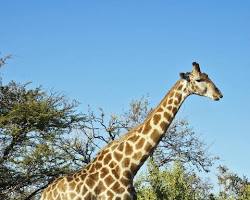 Image de Girafe