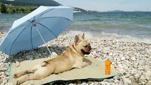 Résultat de recherche d'images pour "gif week end soleil"