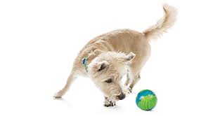 Image result for +dog