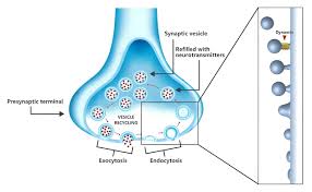 Revolutionary Treatment Successfully Reverses Cognitive Decline in Alzheimer's Disease Mice - 1