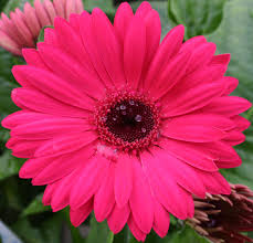 Image result for pink and red flowers