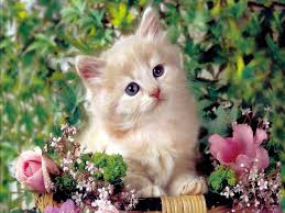 Image result for cute cat images hd