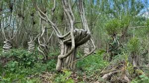 'We mould trees to grow into the shape of chairs'