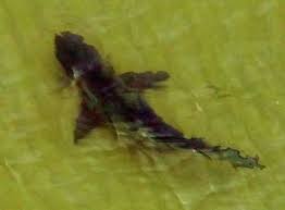 Image result for gulf shores pier image