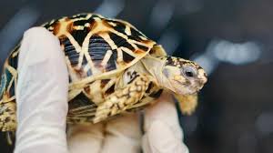 Une jeune femme arrêtée à l'aéroport de Bangkok avec 30 tortues sous ses vêtements