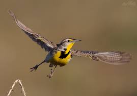 Image result for western meadowlark