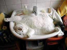 Myndaniðurstaða fyrir cat relax