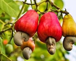 Hình ảnh về Hạt điều Tây Nguyên